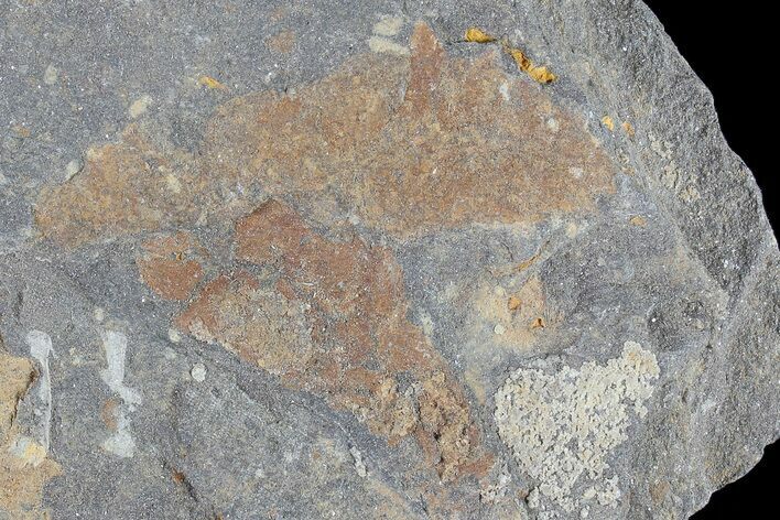 Ordovician Soft-Bodied Fossil (Duslia?) - Morocco #80275